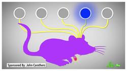 Pain-Killing Hunger and Superpowered Diabetic Fish Instructional Video