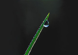 Phloem Instructional Video