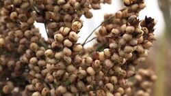 Sorghum, flowering plant grown for grains Stock Footage