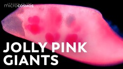 Giant Microscopic Cannibals Instructional Video