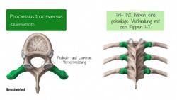 Brust- und Lendenwirbelsäule Instructional Video