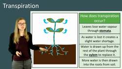 Understanding the Process of Transpiration and Water Absorption in Plants Instructional Video
