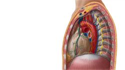 Diaphragma Instructional Video