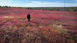 Marketing board would give P.E.I.’s wild blueberry growers more power to negotiate prices News Clip