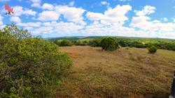 Would You Hold PAWS With a LION?! Instructional Video