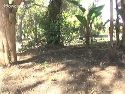 How to Grow Daffodils in Your Garden Instructional Video