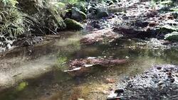 Mountain River streaming,  Transparent Water and stones Stock Footage