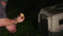 SUPER CUTE Kinkajou! Instructional Video