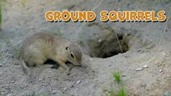 High Five Facts - Squirrels Instructional Video