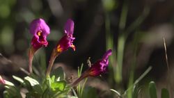 Yosemite Nature Notes 31: Fire Followers Instructional Video