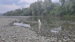 Caught fish Stock Footage