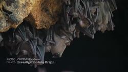 Biden orders investigation into source of COVID-19 News Clip