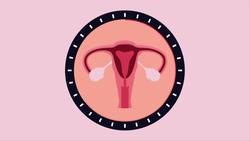 What Is The Menstrual Cycle? Instructional Video