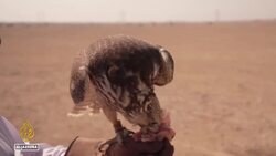 World Cup notwithstanding, falconry is one of Qatar's sports News Clip