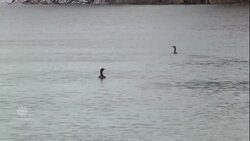 Hamilton residents unaware 24 billion litres of sewage leaked over 4 years News Clip