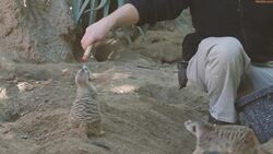 Target Training With These Meerkats Is Adorable Instructional Video