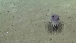 The Cutest Octopus Instructional Video