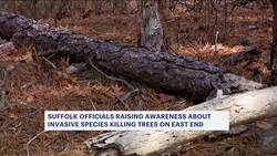 Suffolk County officials sound alarm on pine beetle infestation sparking more wildfires News Clip