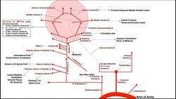 Overview of Brainstem and Brain Blood Supply Instructional Video