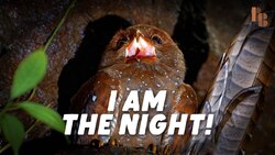 No Other Birds Do What This Bird Does Instructional Video