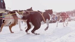SLO MO Sled dogs start pulling a sled Stock Footage