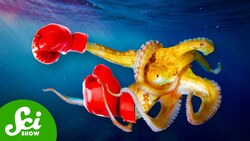 The Octopuses Are Making Fish Armies Instructional Video