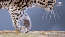 These Wildcats Need the Forest to Survive Instructional Video