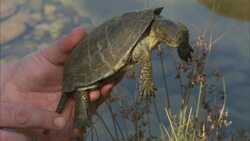 Why It's So Rare to See California's Only Native Turtle Instructional Video