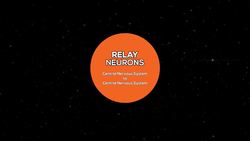 How Does The Nervous System Work? Neurons and Neurotransmitters Instructional Video