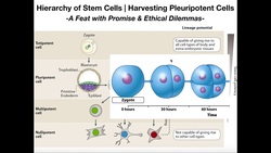 What's the Deal with Induced Pleuripotent Stem Cells (iPSCs)? Instructional Video