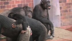 Chimpanzees in Chester Zoo enclosure News Clip