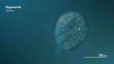 We Dipped Our Lens in Oil to See More Detail