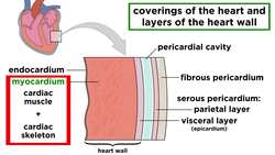 The Circulatory System Part 1: The Heart Instructional Video