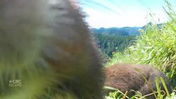 #TheMoment an endangered marmot took a bite out of a wildlife camera Instructional Video