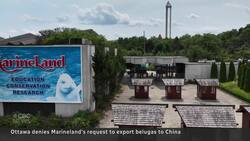 Marineland’s request to export belugas to China denied by feds News Clip