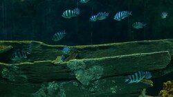 Beautiful fish in the aquarium on decoration of aquatic plants background. A colorful fish in fish tank. Stock Footage