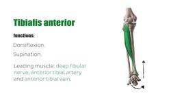 Muscles of the anterior and lateral leg Instructional Video