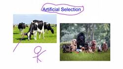 Artificial Selection Instructional Video