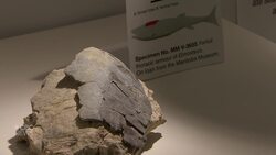 390-million-year-old fish fossils found in Manitoba quarry News Clip