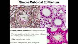 A&P I Lab | Exercise 4: Histology & Tissues Instructional Video