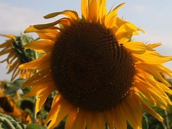 Plantas con flores: ¿qué es una flor? Instructional Video