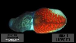 Starfish Eyes, Octopus Blood, and Human Evolution in Action Instructional Video