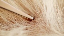 Tick (Ixodes Ricinus). Tick on animal skin. Stock Footage