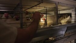 Fowl language? This researcher is using AI to better understand chickens News Clip