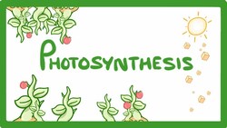 GCSE Biology - Photosynthesis #48 Instructional Video