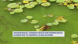Algae blooms shut down several Putnam and Dutchess county beaches Instructional Video