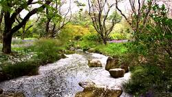 Cherry Blossom aka Sakura Leaf Falling on the Ground in the water in Tokyo Japan Stock Footage