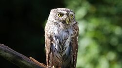Little owl sitting on a branch in the forest Stock Footage
