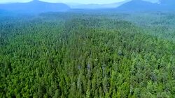 Fly over the pine forest. Aerial shot. Taiga during summer day Stock Footage