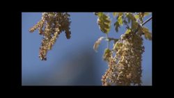 Yosemite Nature Notes 17: Black Oaks Instructional Video